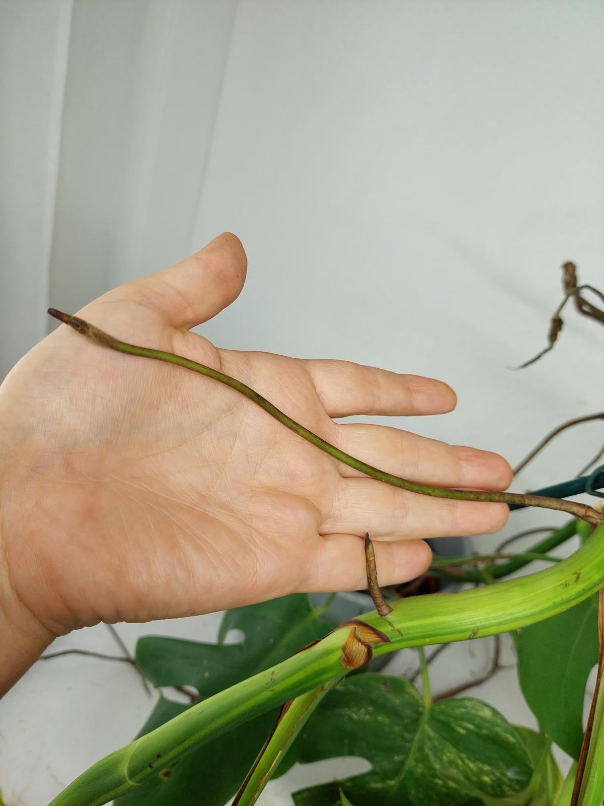 Monstera Aurea Stecklinge