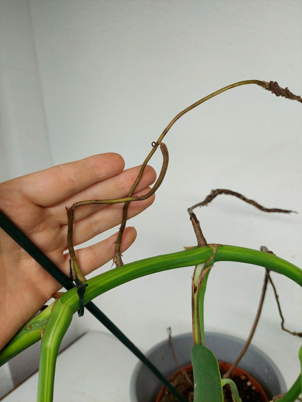 Monstera Aurea Stecklinge