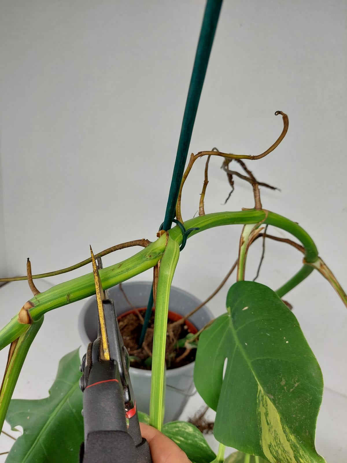 Monstera Aurea Stecklinge