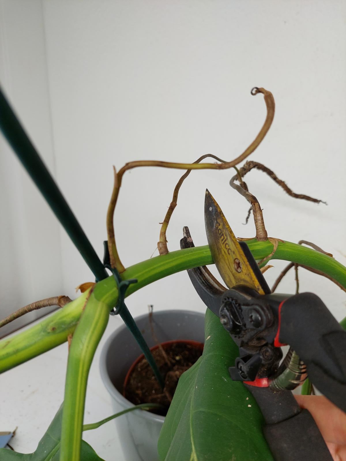 Monstera Aurea Stecklinge