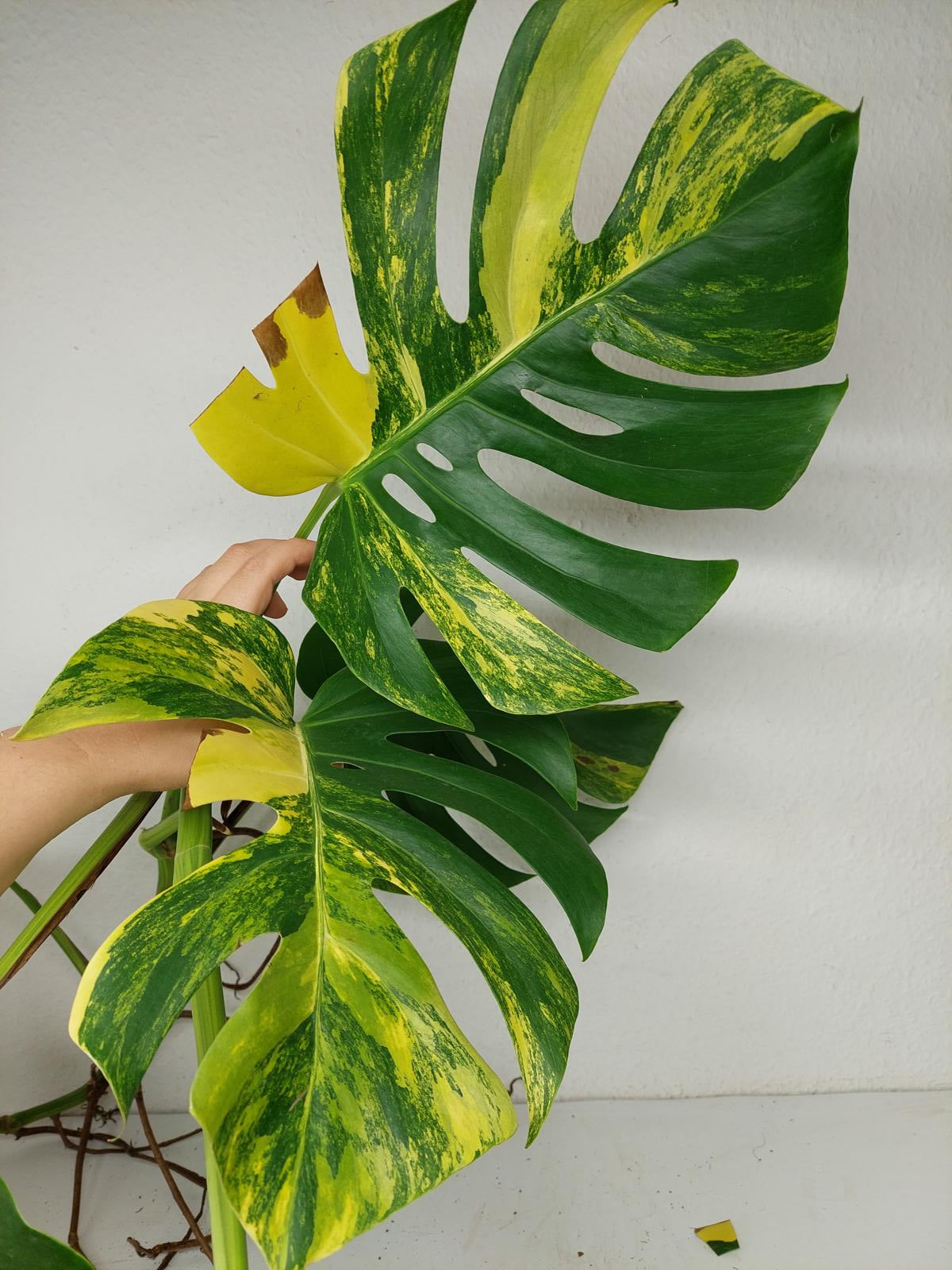 Monstera Aurea Stecklinge