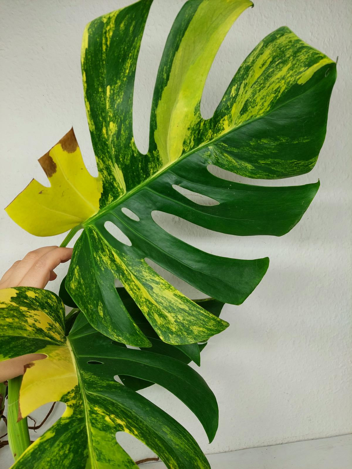 Monstera Aurea Stecklinge