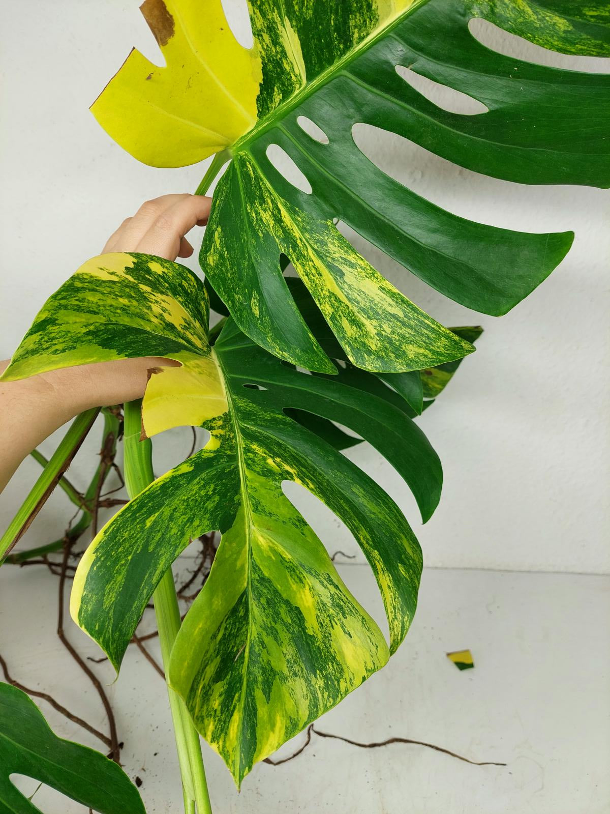 Monstera Aurea Stecklinge