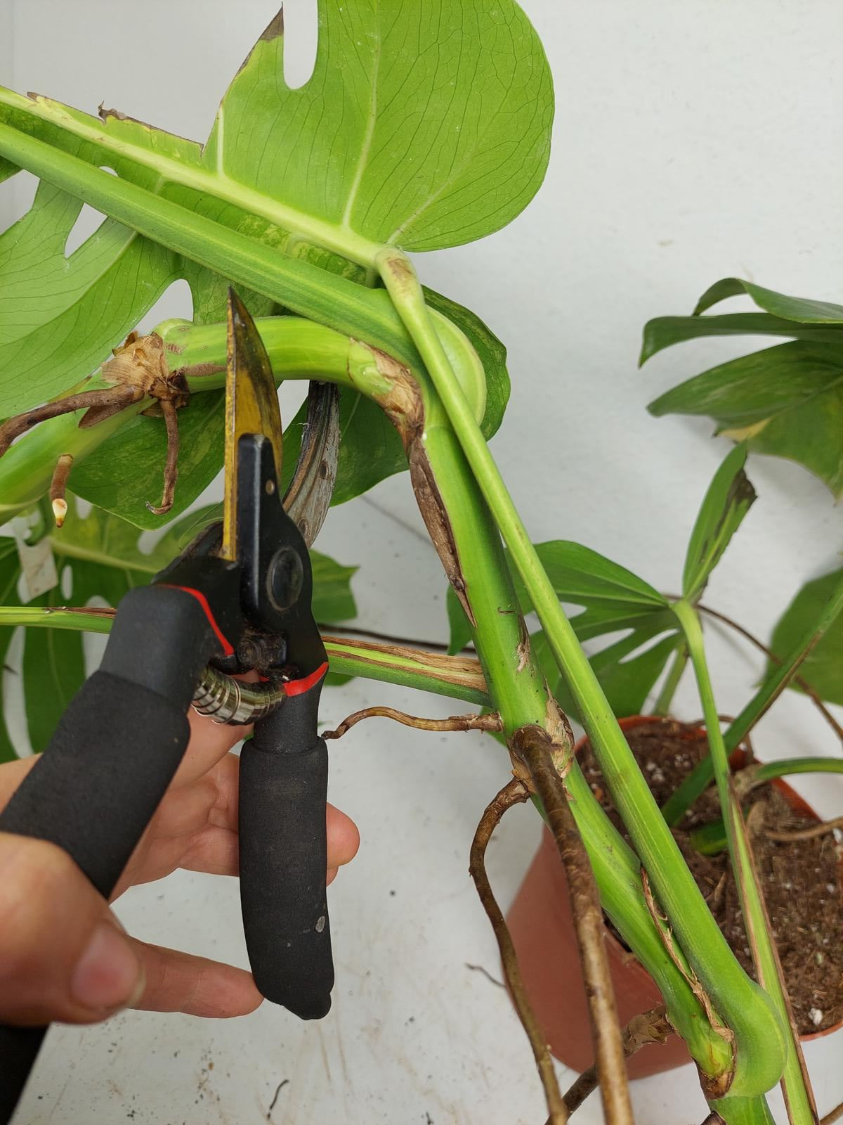 Monstera Aurea Stecklinge