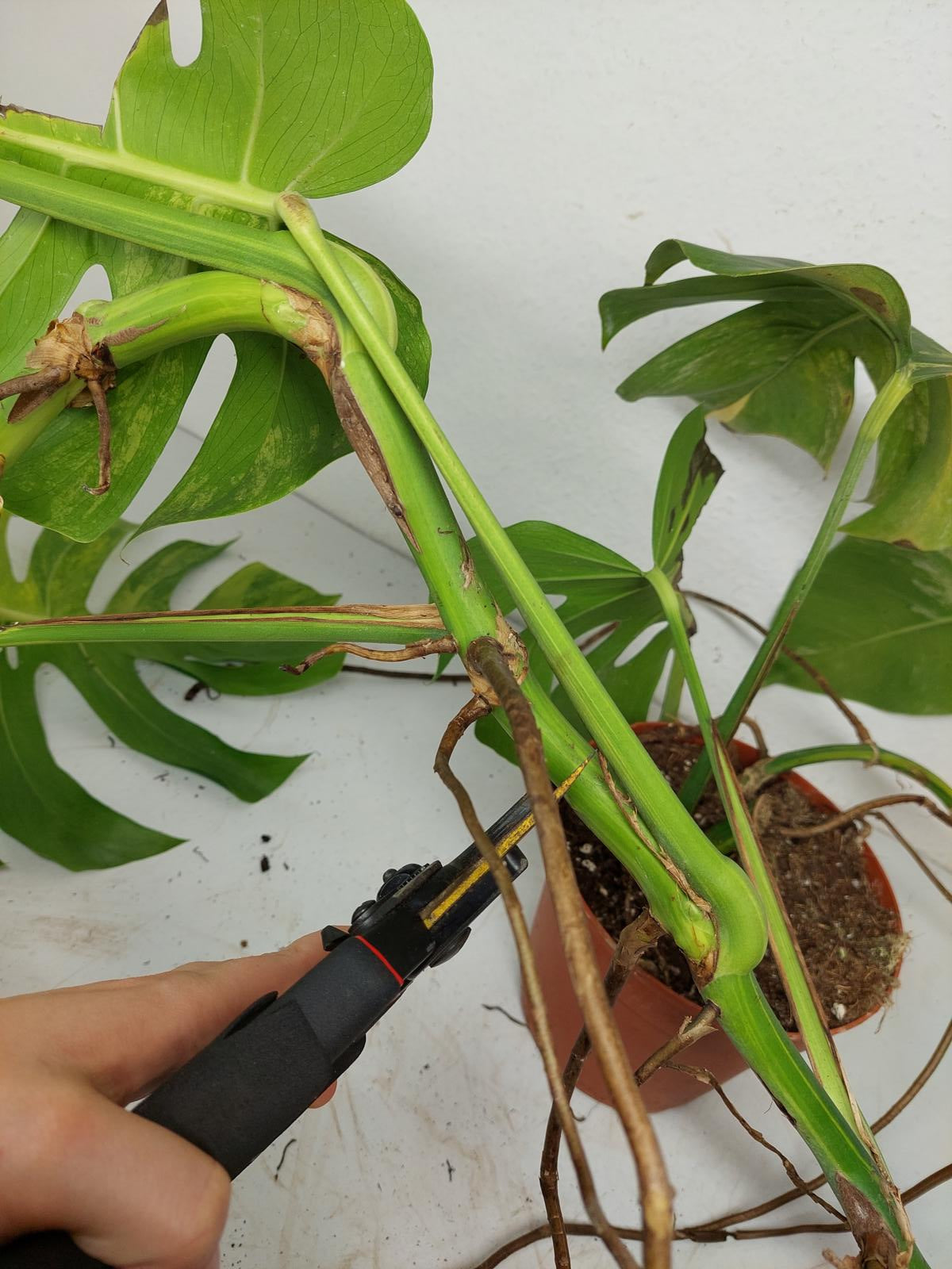 Monstera Aurea Stecklinge