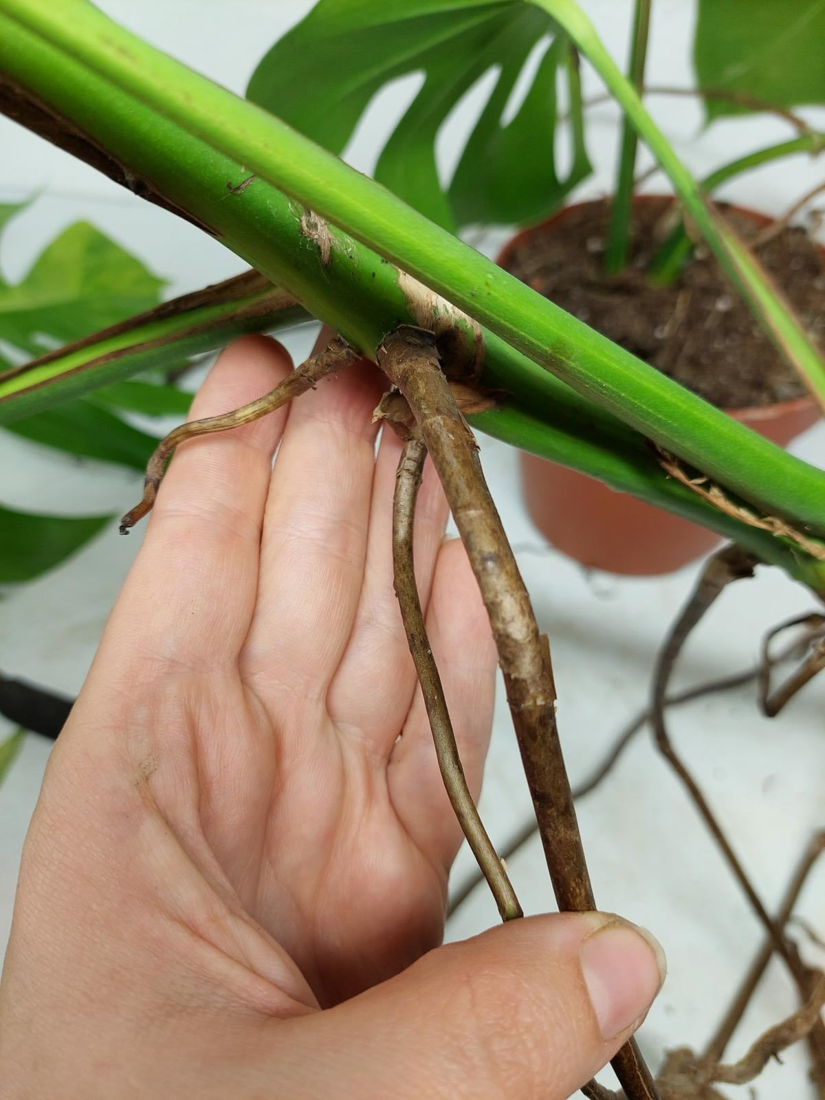 Monstera Aurea Stecklinge