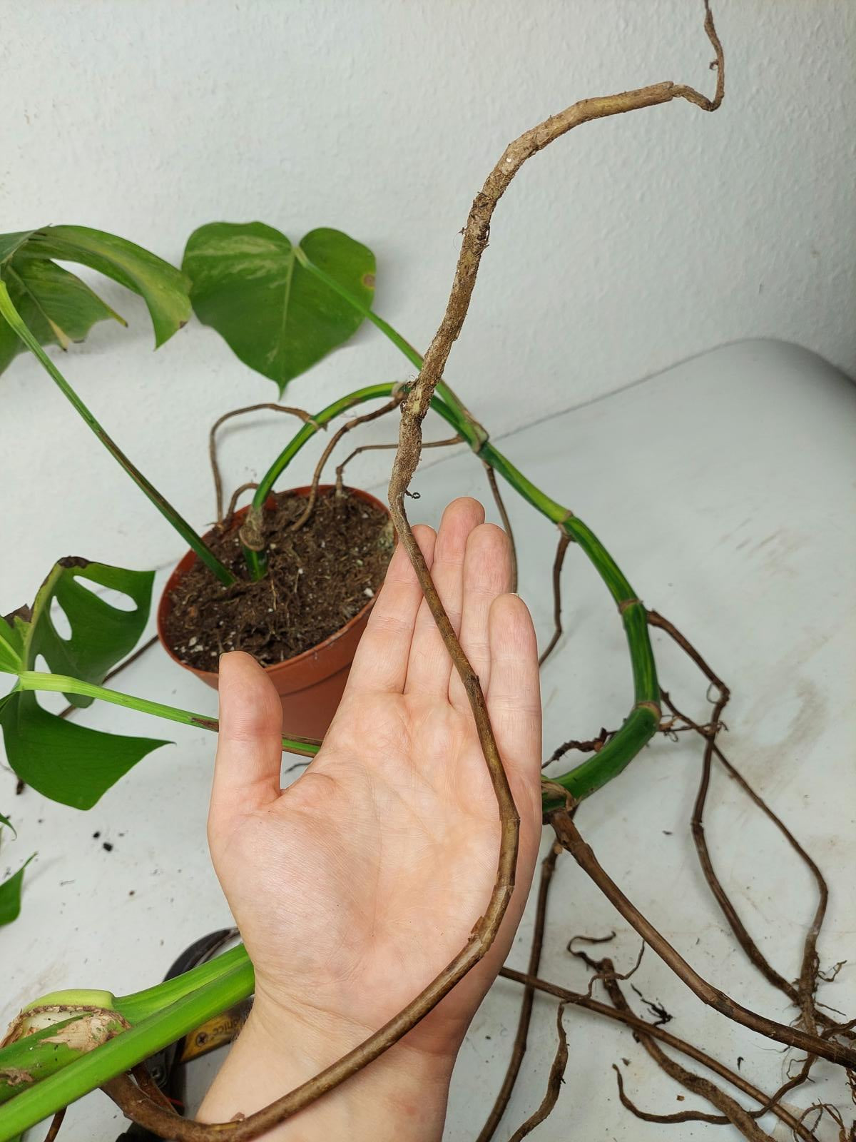 Monstera Aurea Stecklinge