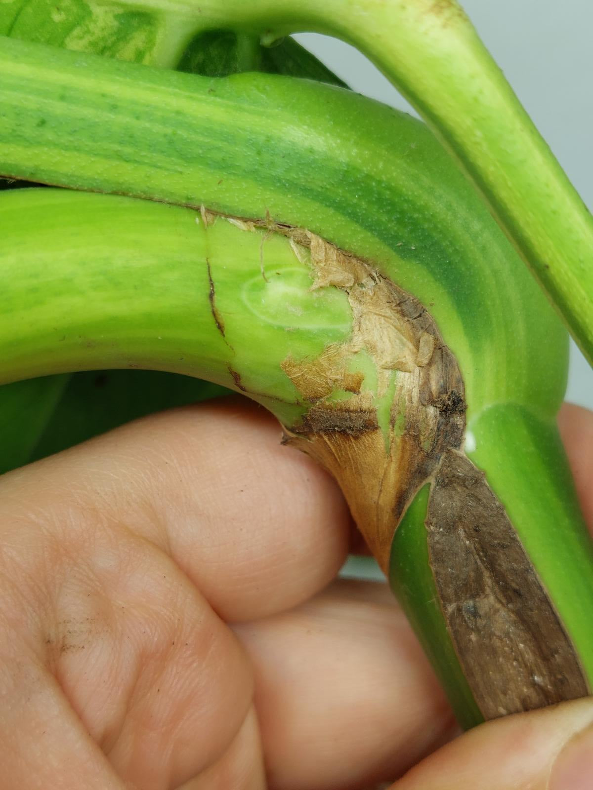 Monstera Aurea Stecklinge
