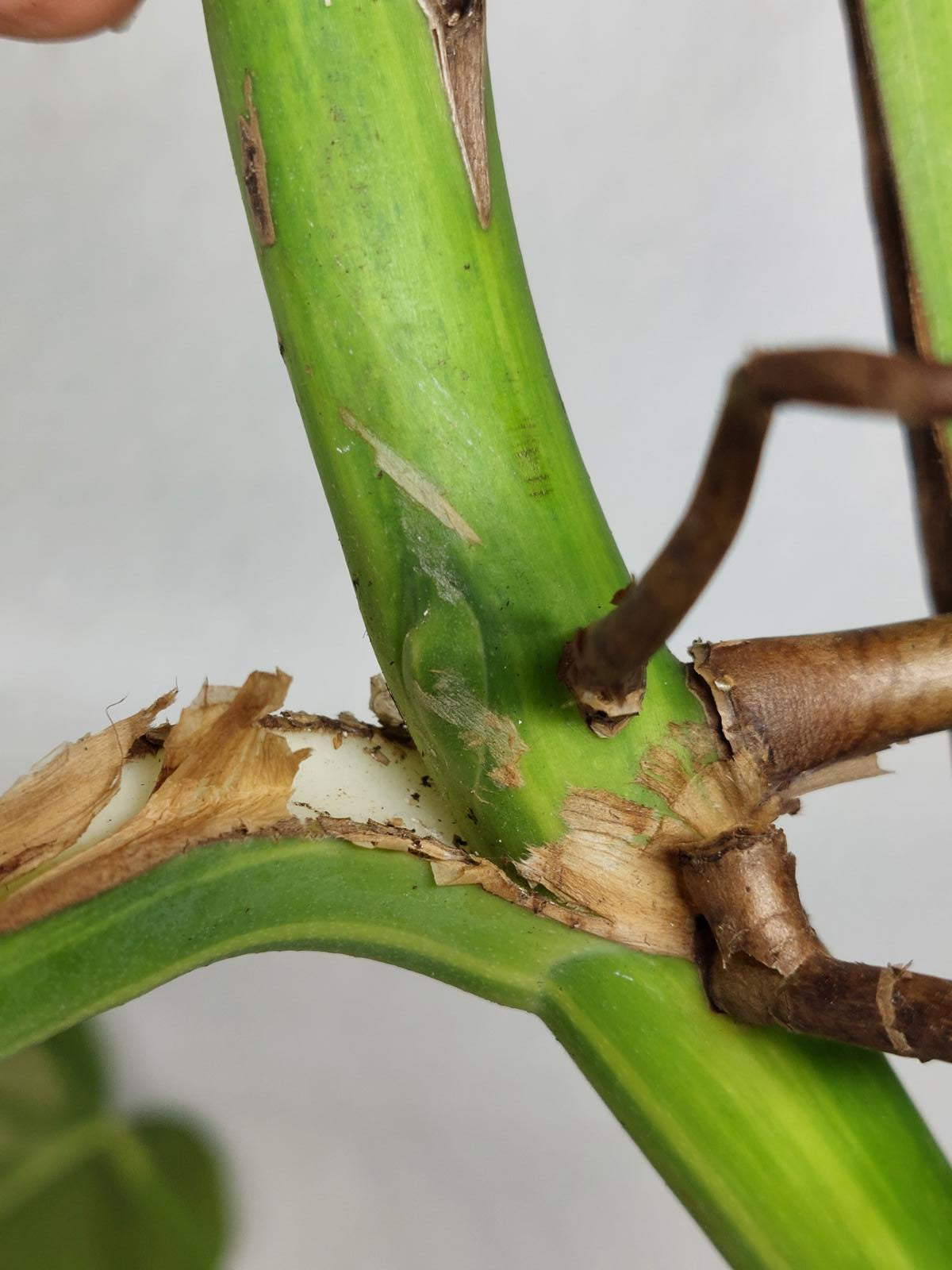 Monstera Aurea Stecklinge