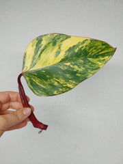 Philodendron Strawberry Shake Steckling