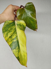 Philodendron Strawberry Shake Steckling