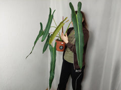 Philodendron Spiritus Sancti Adult