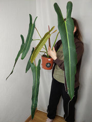 Philodendron Spiritus Sancti Adult