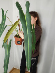 Philodendron Spiritus Sancti Adult