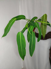 Philodendron Heterocraspedon