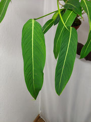 Philodendron Heterocraspedon