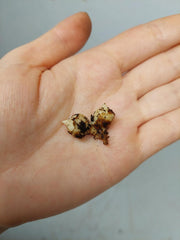 Alocasia Regal Shield (Rhizom / Bulbe)