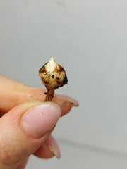 Alocasia Regal Shield (Rhizom / Bulbe)