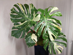 Monstera Thai Constellation XXL