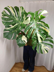 Monstera Thai Constellation XXL