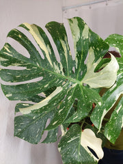 Monstera Thai Constellation XXL