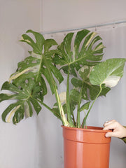 monstera thai constellation xxl Monstera Thai Constellation XXL – whiteleafplants