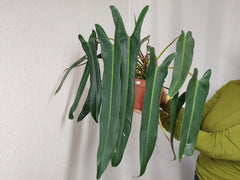 Philodendron Spiritus Sancti Adult buschig