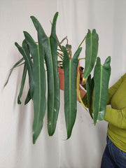 Philodendron Spiritus Sancti Adult buschig