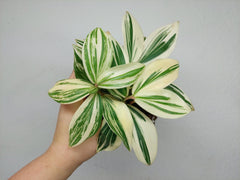 Costus Arabicus Variegata