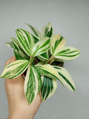 Costus Arabicus Variegata