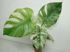 Monstera Mint