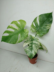 Monstera Mint