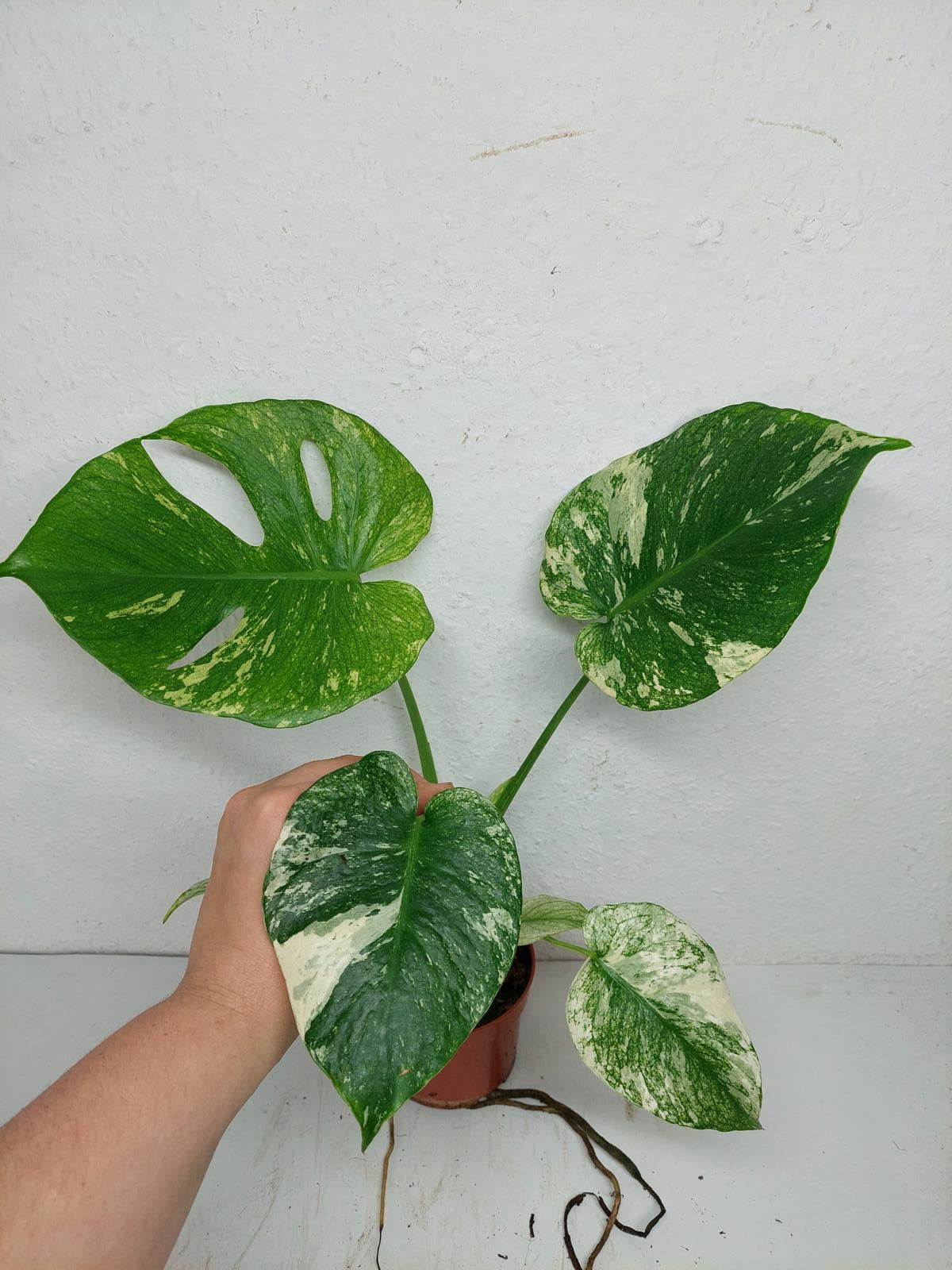 Monstera Mint