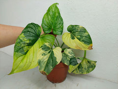 Philodendron Mamei Variegata *Auktion