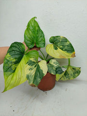 Philodendron Mamei Variegata *Auktion