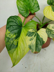 Philodendron Mamei Variegata *Auktion