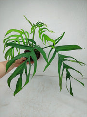 Monstera Croatii