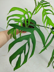 Monstera Croatii