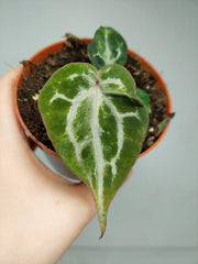 Anthurium Red Crystallinum Variegata
