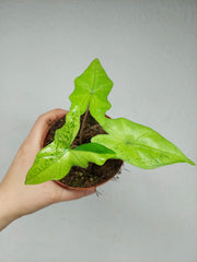 Alocasia Batwing Ghost