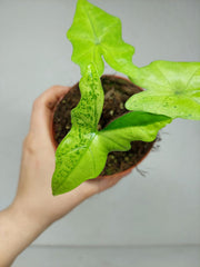 Alocasia Batwing Ghost