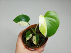 Monstera Jungle Mint