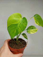 Monstera Aurea Yellow Marilyn