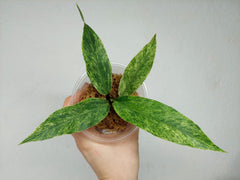 Anthurium Hookerie Mint