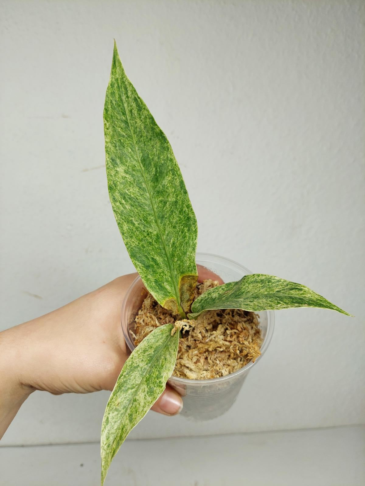 Anthurium Hookerie Mint