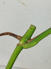 Monstera Aurea Stecklinge