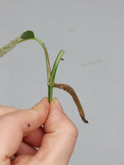 Epipremnum Cebu Blue Variegata Steckling