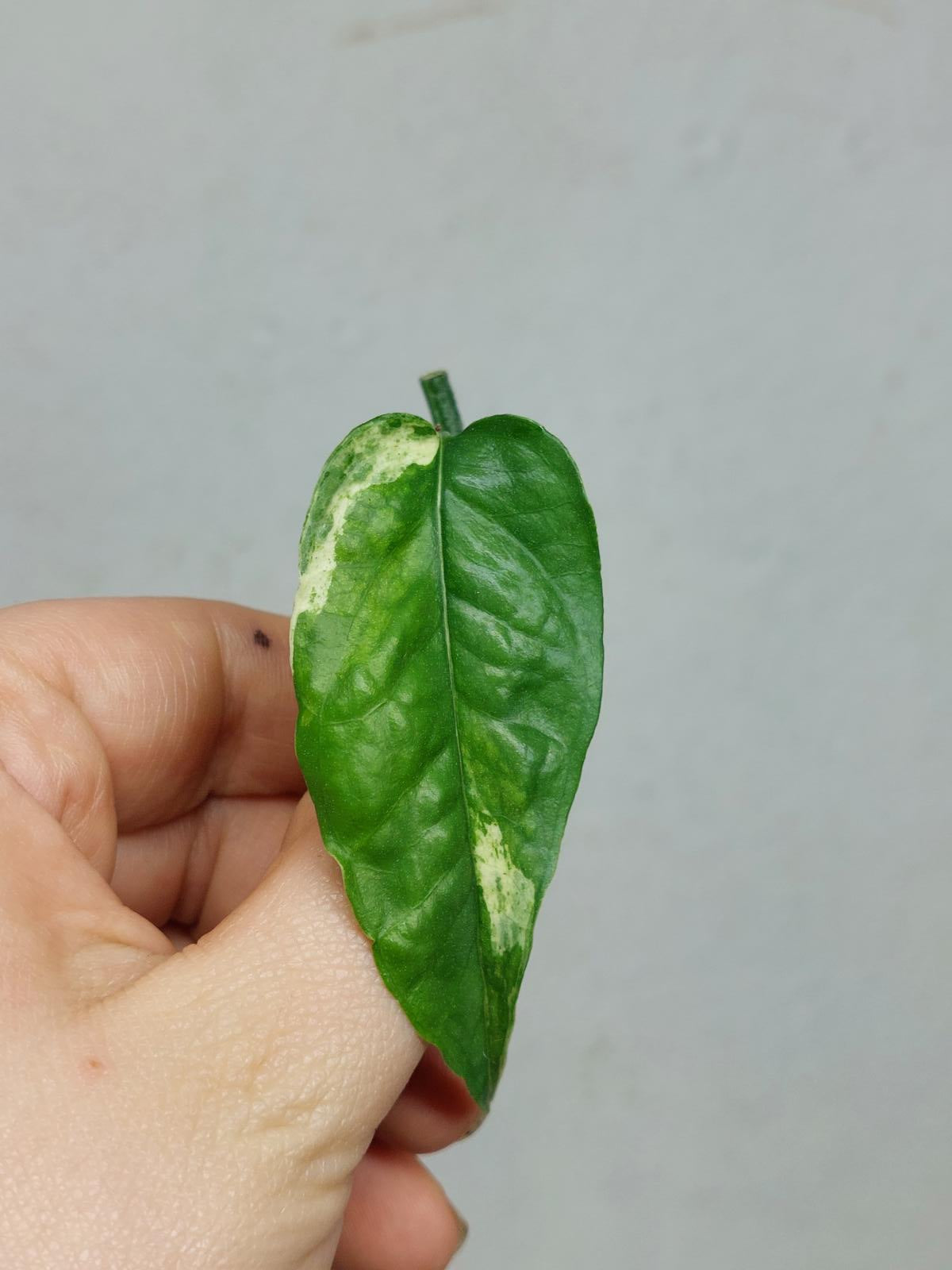 Epipremnum Cebu Blue Variegata Steckling