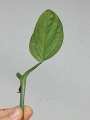 Monstera Karstenianum Peru Variegata Steckling