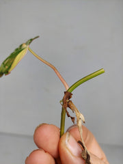 Philodendron Micans Aurea Steckling